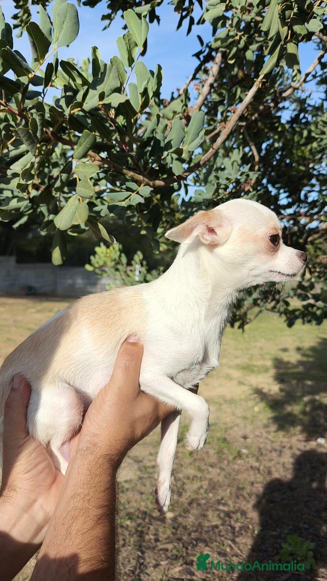 Chihuahua perros en venta: Chihuahua Macho y Hembra  - Imagen 1