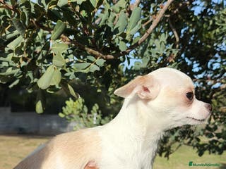 Chihuahua perros Chihuahua Macho y Hembra - Anuncio 13