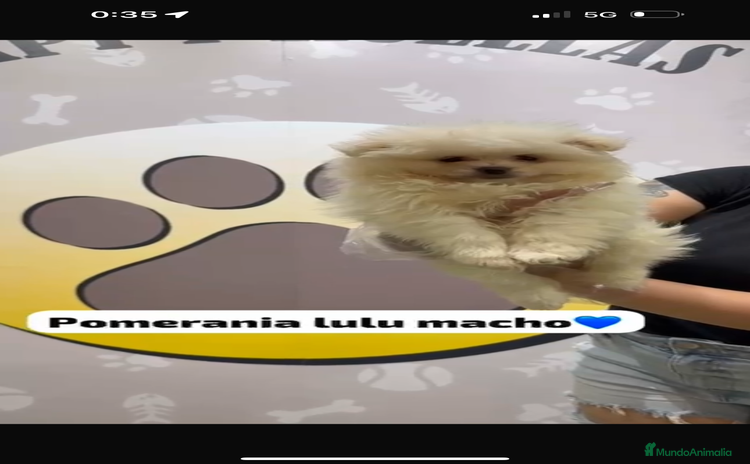 Pomerania perros en venta - Propaganda 5