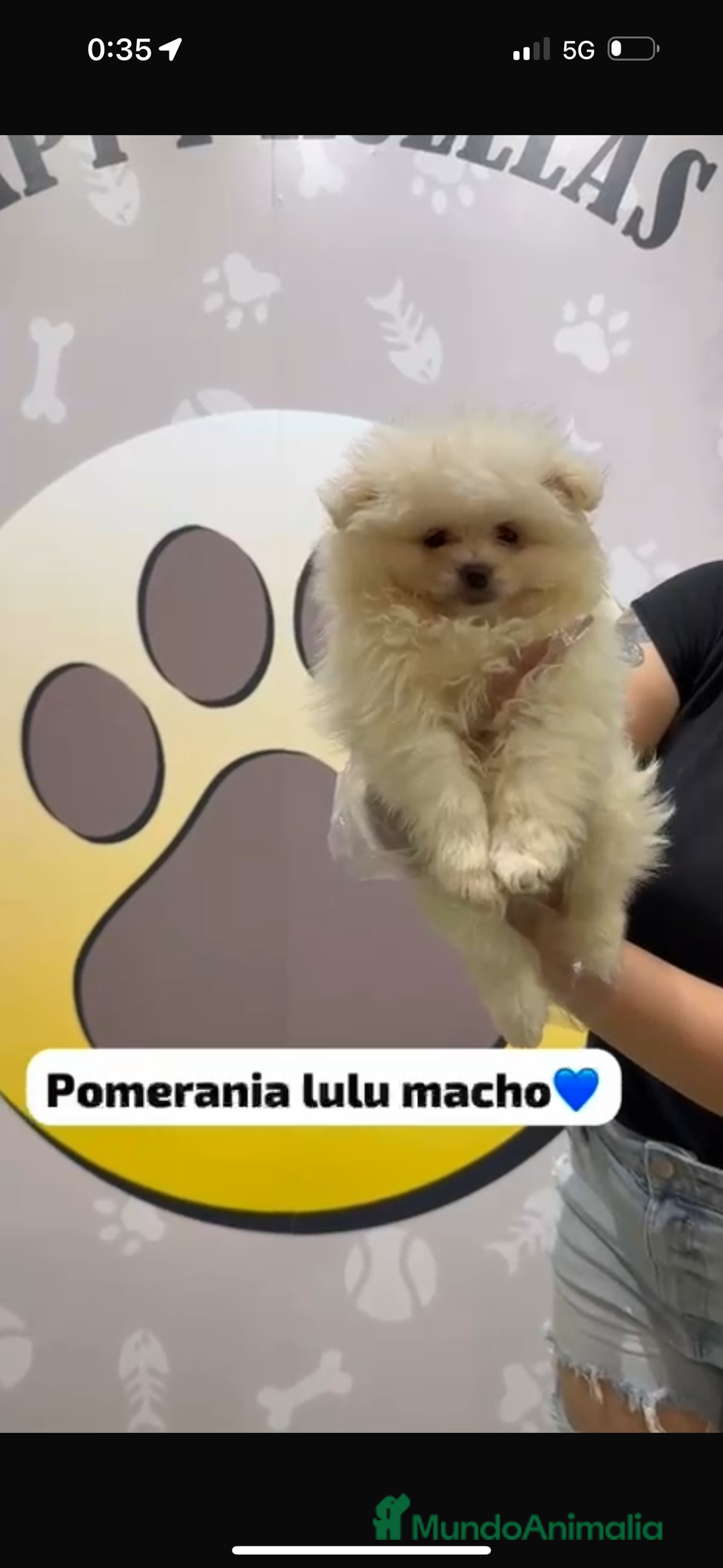 Pomerania perros en venta: Pomerania lulu toy - Imagen 1