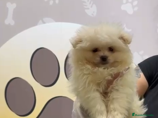 Pomerania perros Pomerania lulu toy - Anuncio 9