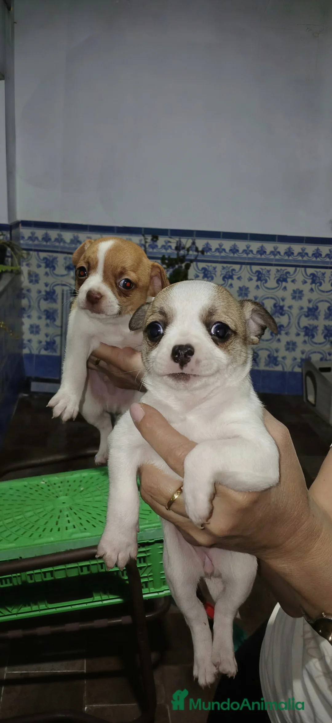 Chihuahua perros en venta: Chihuahua línea rusa - Anuncio 2