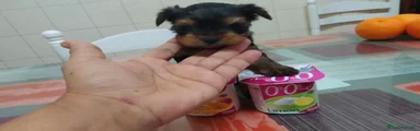 Yorkshire Terrier Cachorro 1