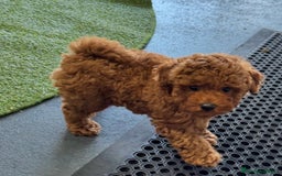 Caniche Toy perros en venta: Preciosas hembras de caniche toy - Imagen 2