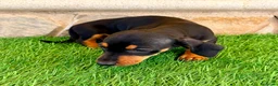 Teckel Miniatura perros en venta: Teckel miniatura negro fuego - Anuncio 16