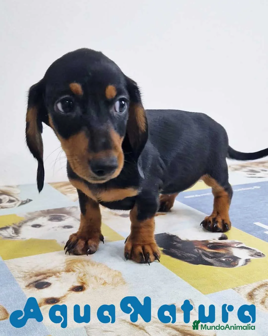 Teckel perros en venta: Teckel Hembra 0052 - AQUANATURA en Barcelona - Anuncio 4