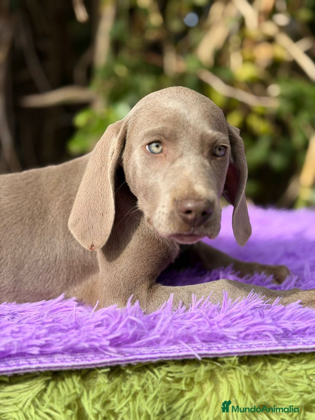 Weimaraner perros en venta: WEIMANARER DISPONIBLES - Anuncio 7
