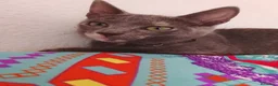 Europeo de Pelo Corto gatos en adopcion: Salvia en adopción  - Anuncio 8