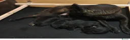 Pastor Alemán perros en venta: Pastor aleman negro - Anuncio 1