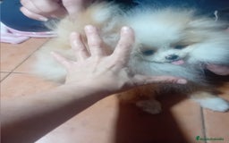 Pomerania perros en venta: ‼️POMERANIAS HEMBRAS TAMAÑO TOY  - Imagen 7