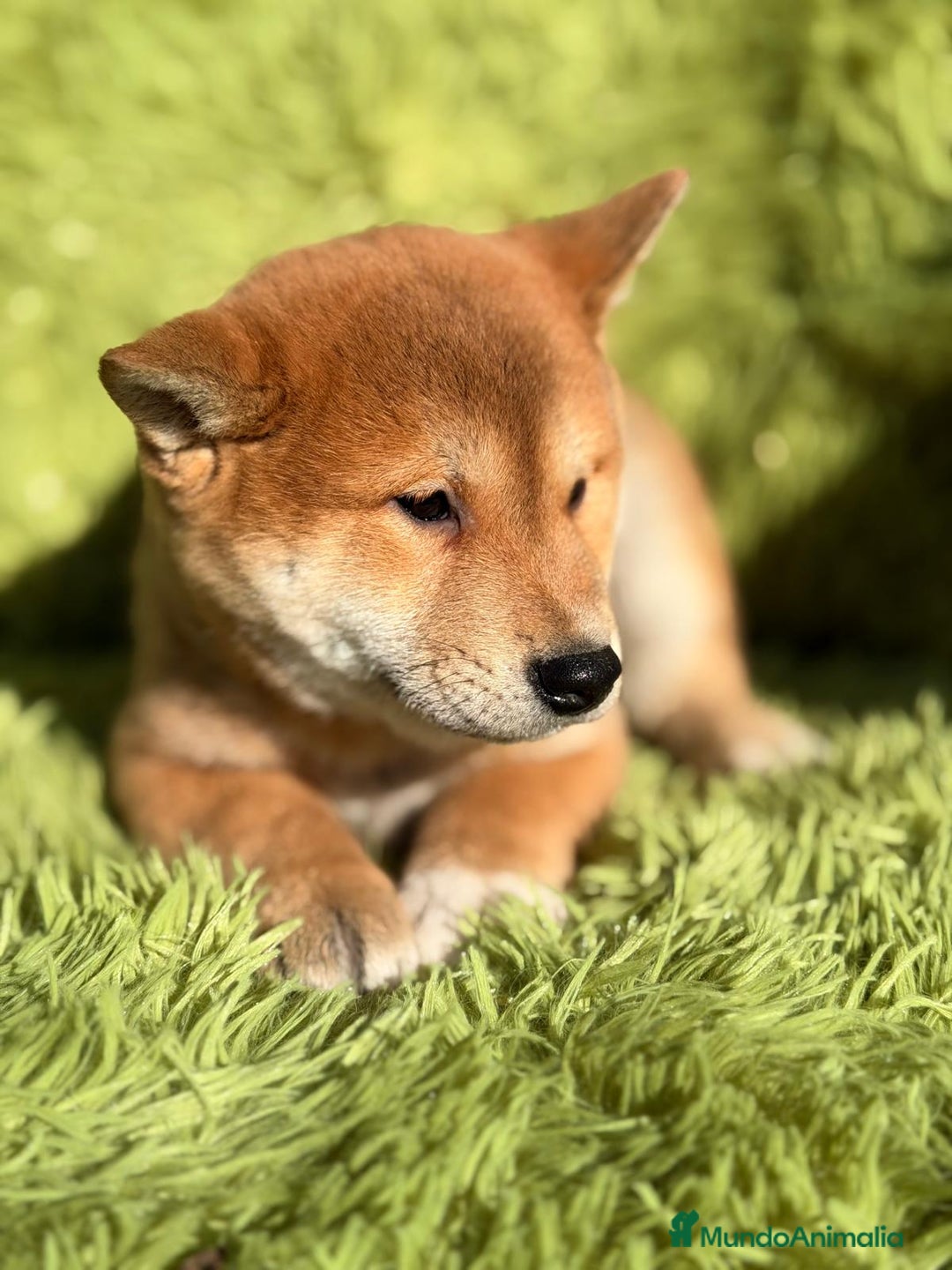 Shiba Inu perros en venta: SHIBA INU ROJO MACHO - Anuncio 3