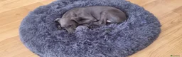 Galgo Español perros en venta: GALGO ESPAÑOL BLUE - Anuncio 1