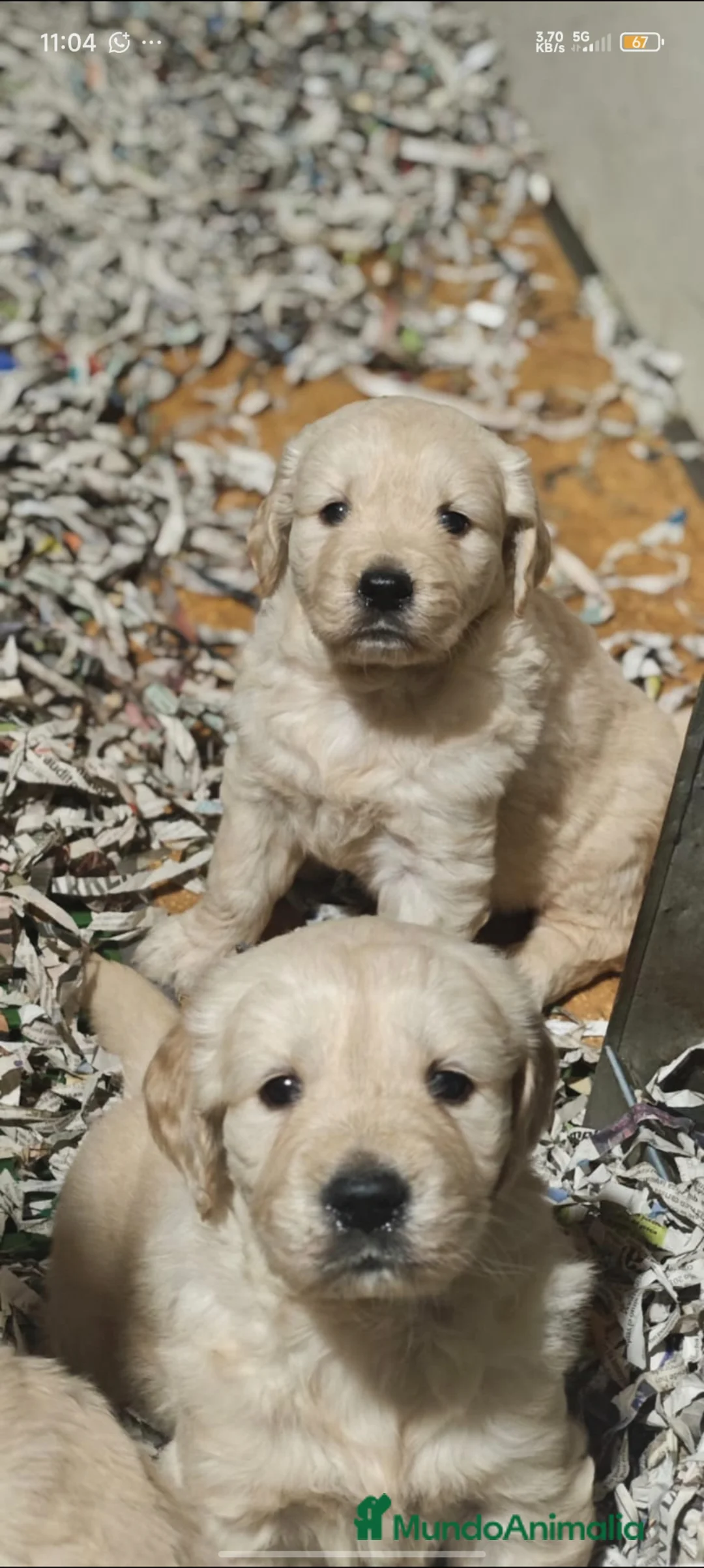 Golden Retriever perros en venta: Golden retriever  - Anuncio 2