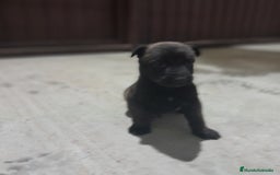 Pastor Belga Malinois perros en venta: PASTOR BELGA MALINOIS - Anuncio 8