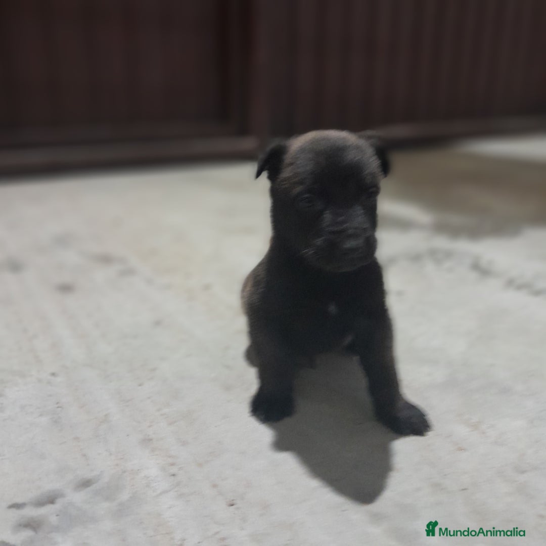 Pastor Belga Malinois perros en venta: PASTOR BELGA MALINOIS - Anuncio 8