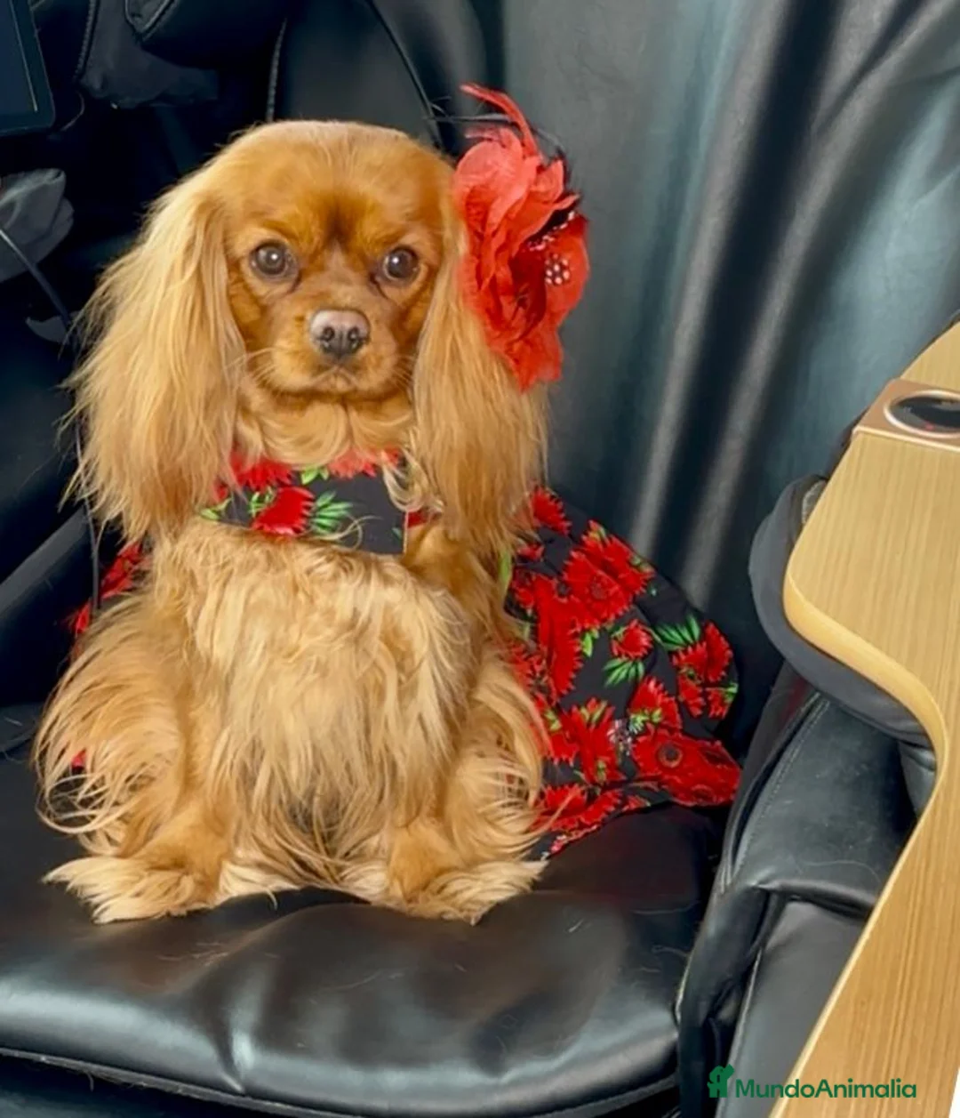 Cavalier King Charles Spaniel perros en venta: Cavalier King Charles Spaniel  en Alicante - Anuncio 1