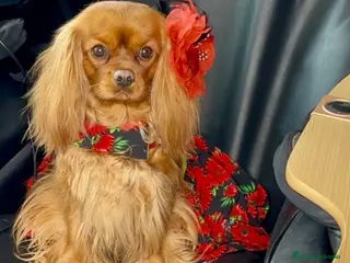Cavalier King Charles Spaniel perros Ruby/Rubi Cachorro Cavalier - Anuncio 1