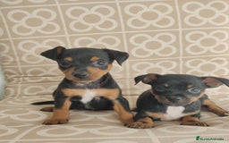 Pinscher Miniatura perros en venta: Mini pinche merle  - Imagen 2
