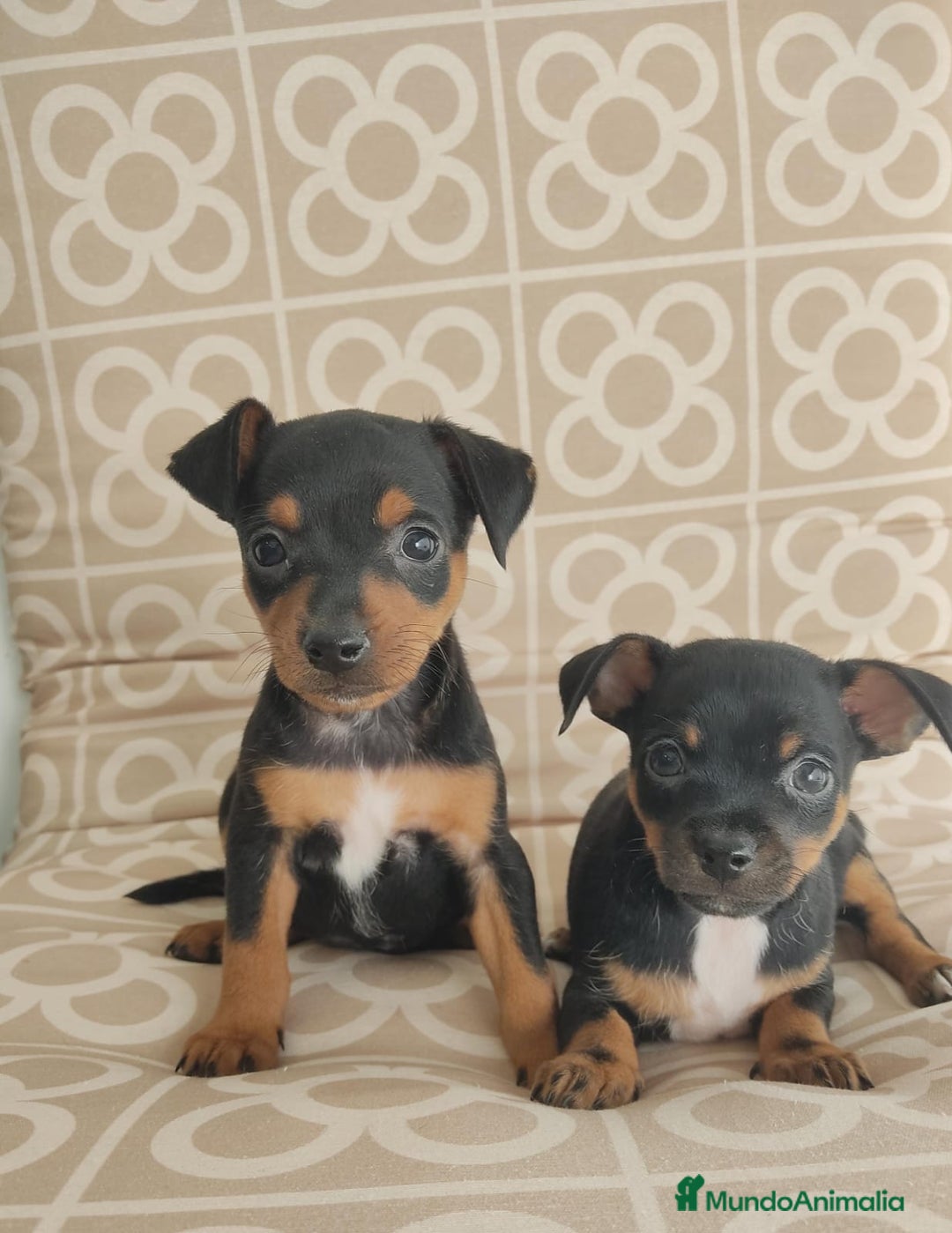 Pinscher Miniatura perros en venta: Mini pinche merle  - Imagen 2