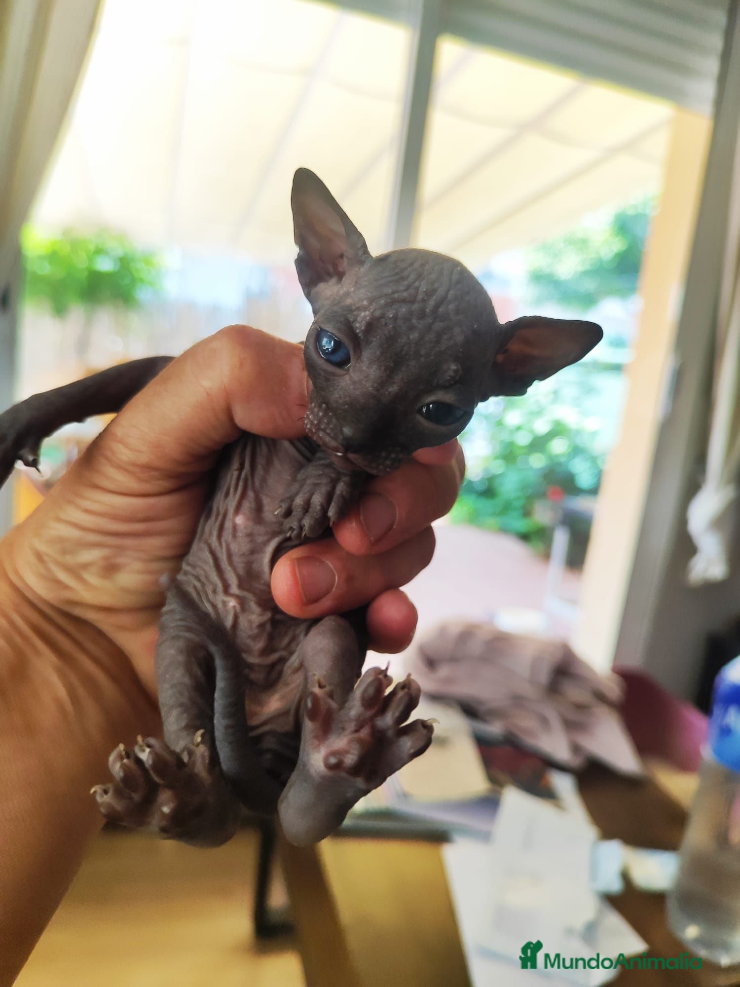 Sphynx gatos Hembra de sphynx negra - Anuncio 1