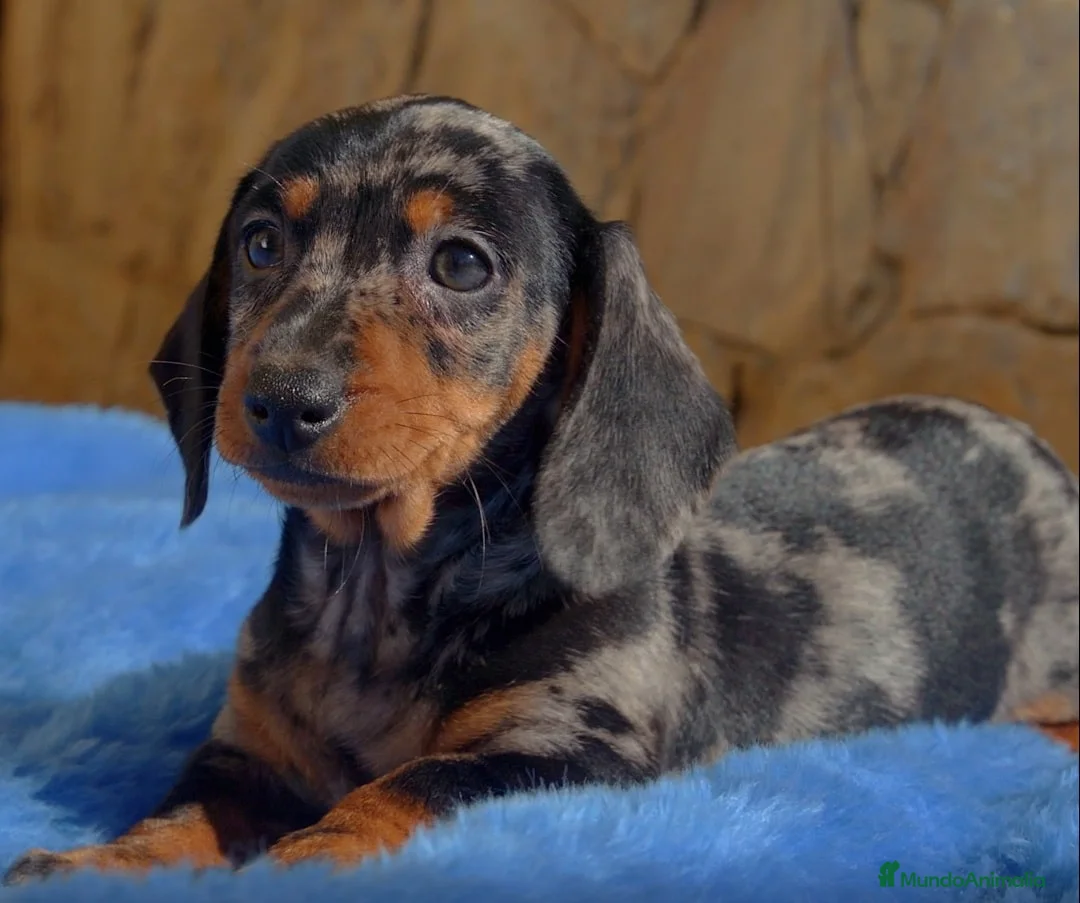 Teckel Miniatura perros en venta: TECKEL TRICOLOR ARLEQUIN  631 67 03 85 en Sevilla - Anuncio 2