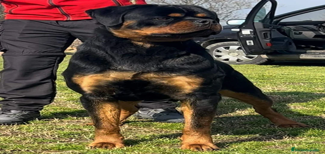 Imagen de galería {{count}}