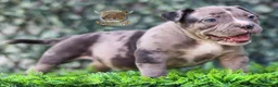 American Bully perros en venta: CRIA PROFESIONAL AMERICAN BULLY  622 41 47 93 en Sevilla - Anuncio 4