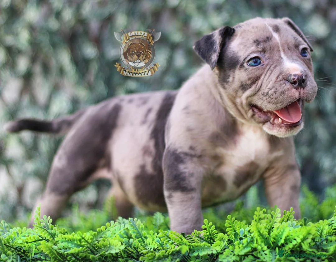 American Bully perros en venta: CRIA PROFESIONAL AMERICAN BULLY  622 41 47 93 en Sevilla - Anuncio 4