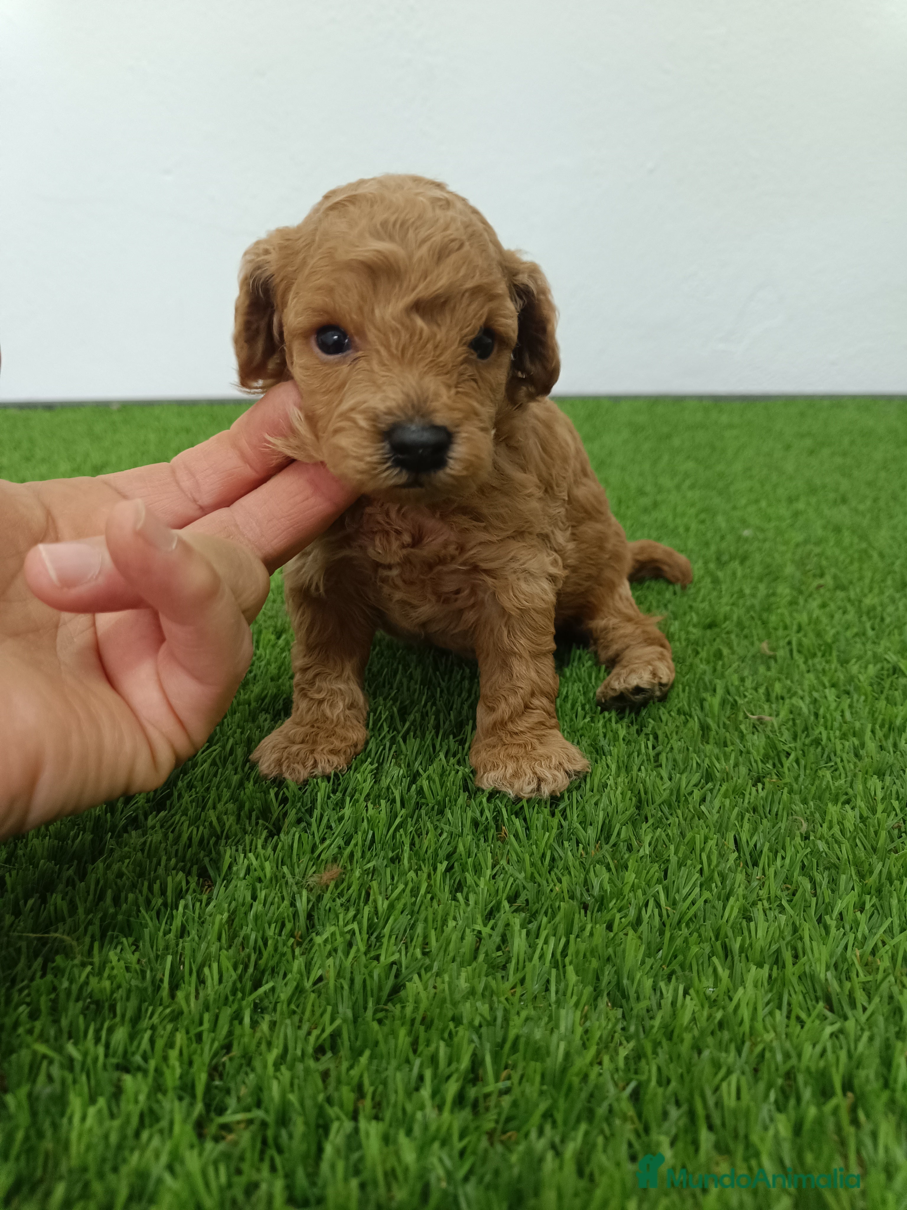 Caniche Toy perros Caniche  - Anuncio 1