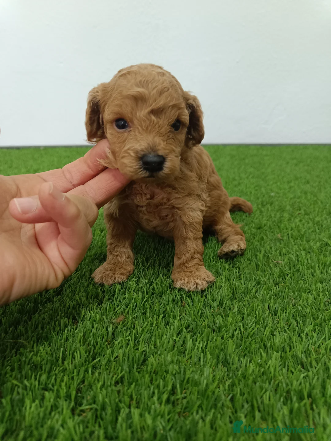 Caniche Toy perros en venta: Caniche  - Anuncio 1