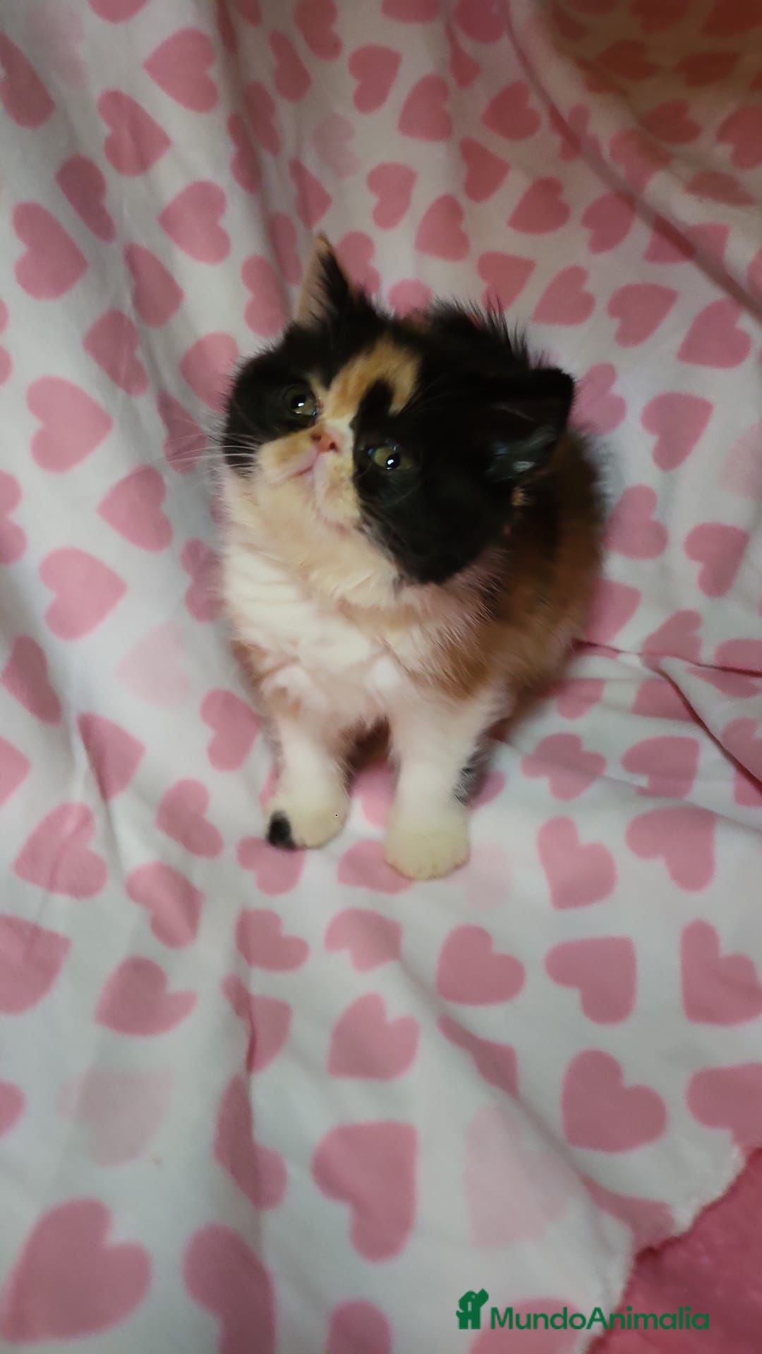 Persa gatos Hembra de persa tricolor  - Anuncio 2