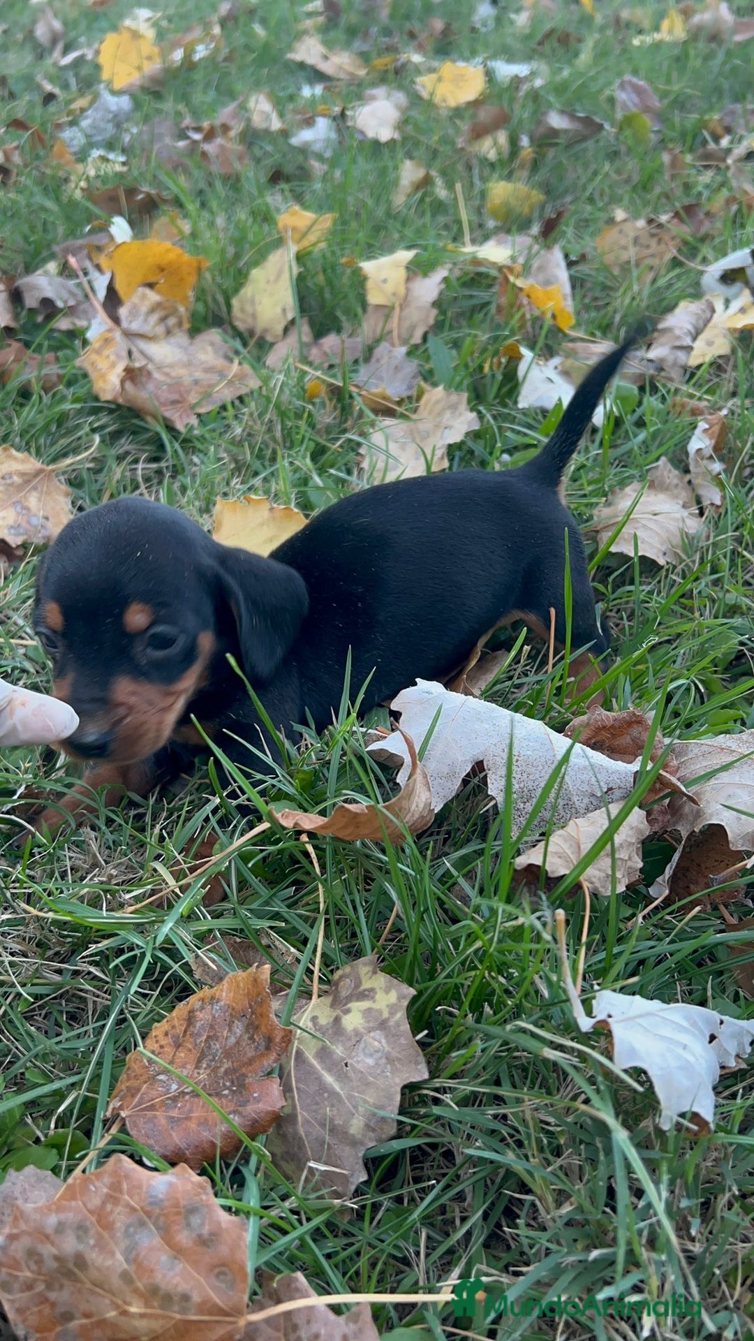 Teckel Miniatura perros en venta: Tecleo mini  - Anuncio 6