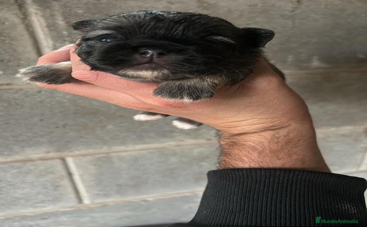 Shih Tzu perros - Anuncio 13