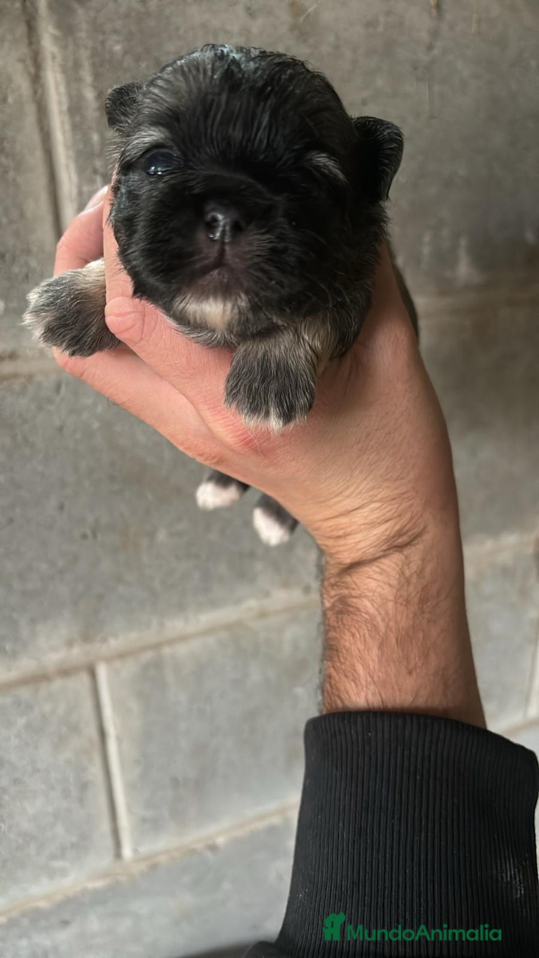 Shih Tzu perros en venta: SHIH TZU nueva camada  - Imagen 1