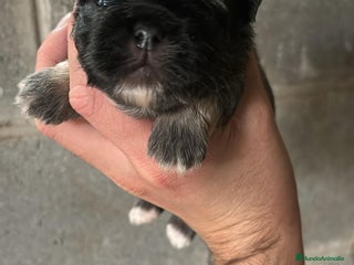 Shih Tzu perros - Anuncio 11