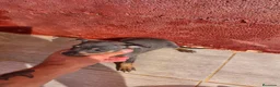Pinscher Miniatura perros en venta: PINCHER ESTANDAR BLUE - Anuncio 1