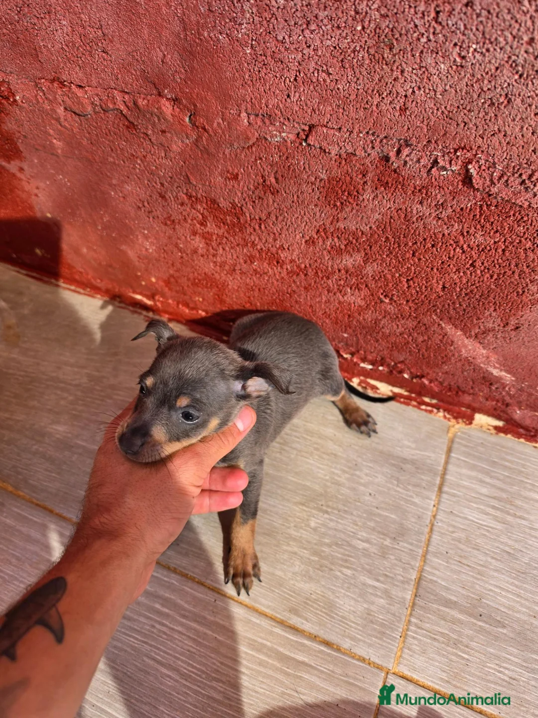 Pinscher Miniatura perros en venta: PINCHER ESTANDAR BLUE - Anuncio 1