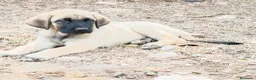 Mastín Español perros en venta: camada mastín español - Anuncio 5