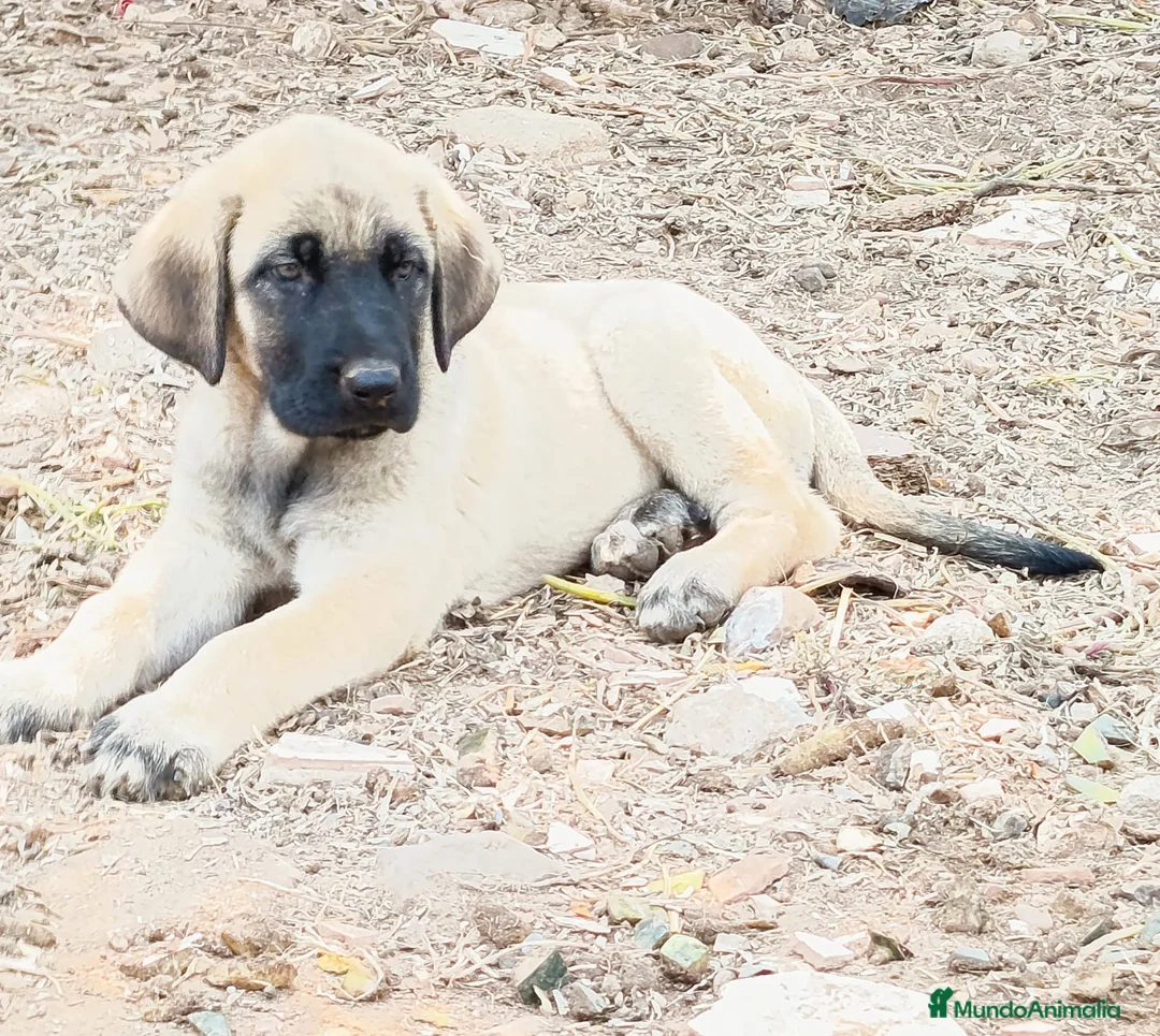 Mastín Español perros en venta: camada mastín español - Anuncio 5