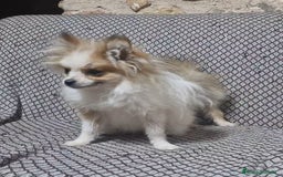 Pomerania perros en venta: Pomerania Toy/toy - Imagen 4