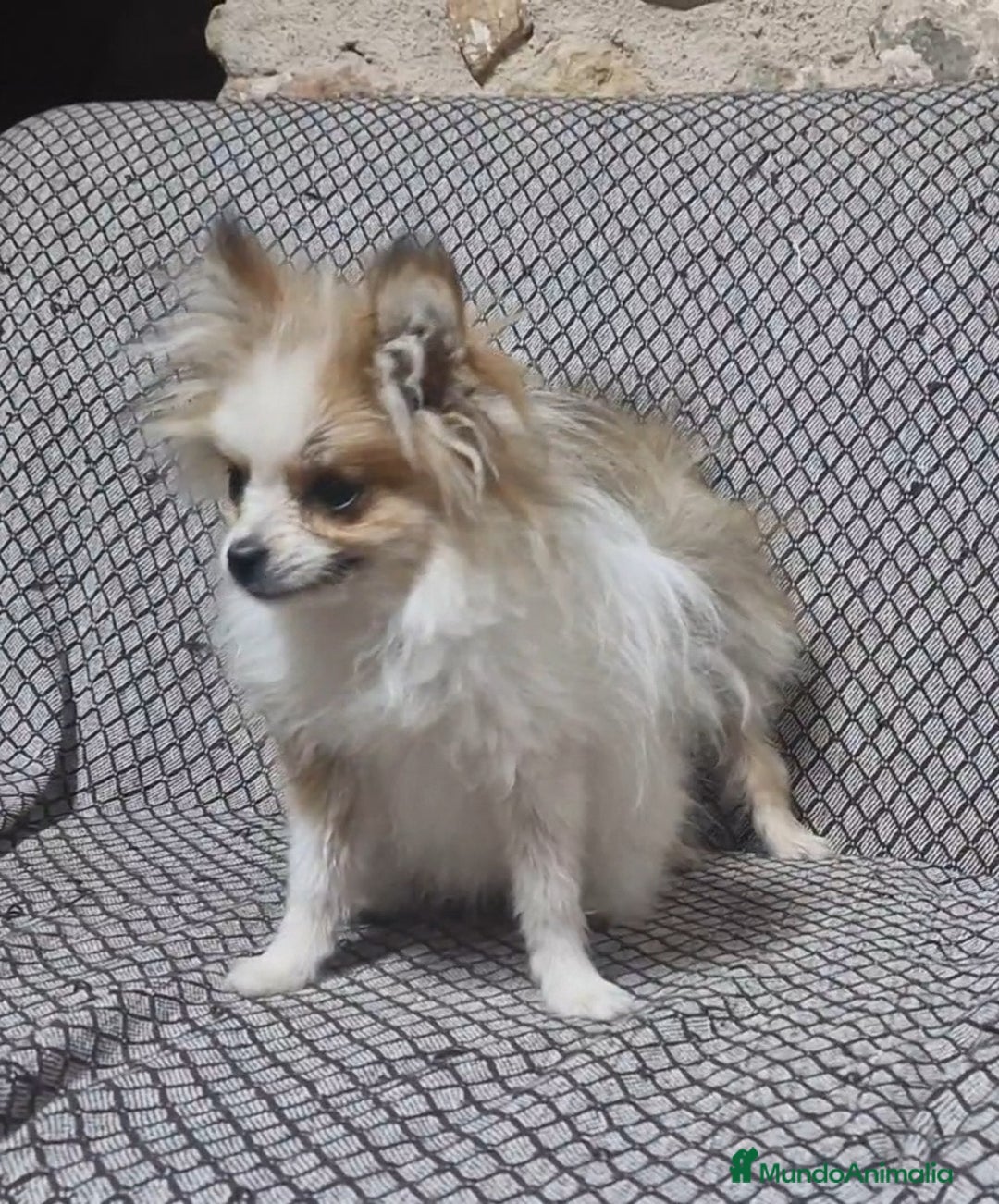 Pomerania perros en venta: Pomerania Toy/toy - Imagen 4