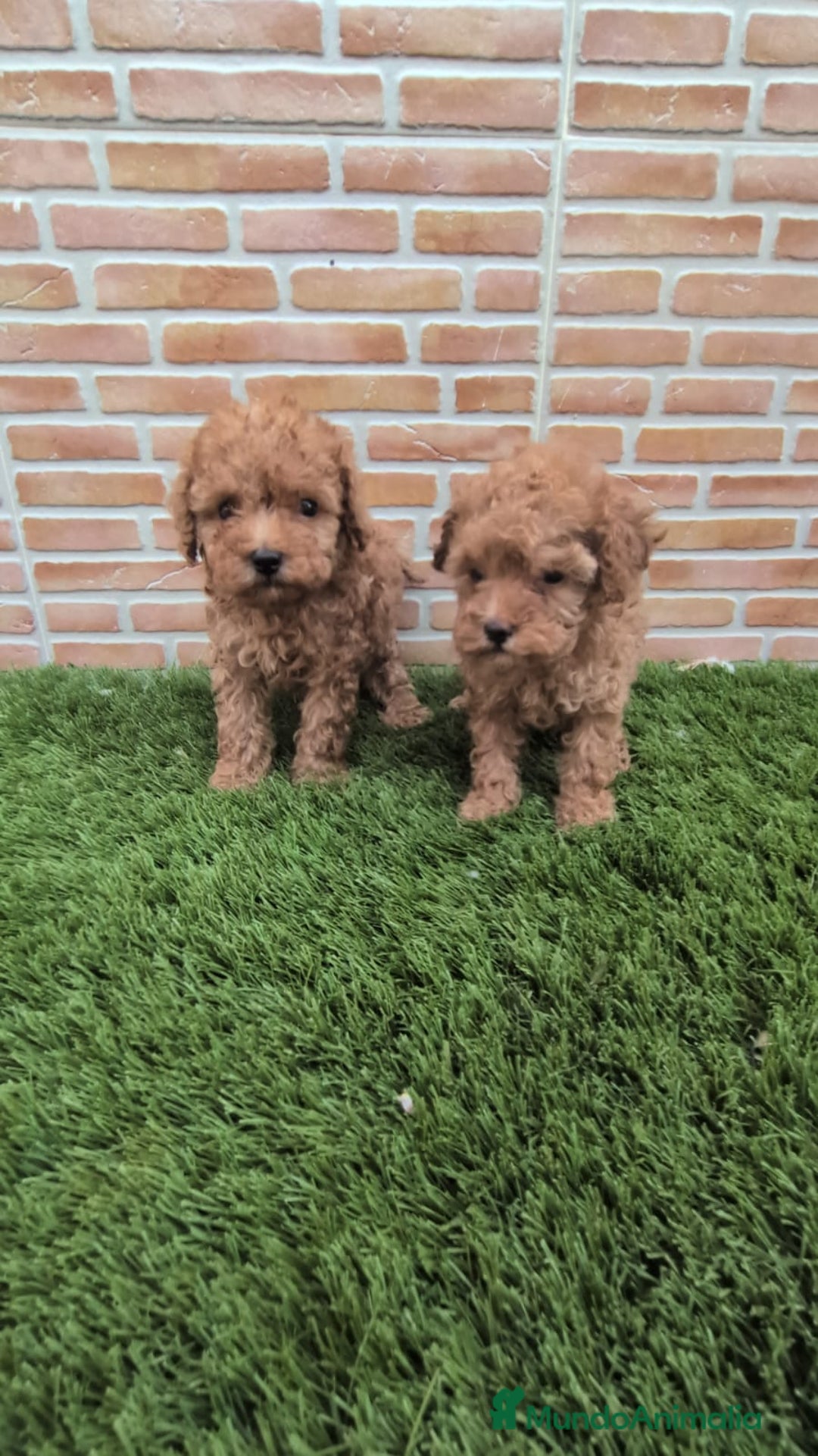 Caniche Toy perros en venta: Caniche toy  - Anuncio 1