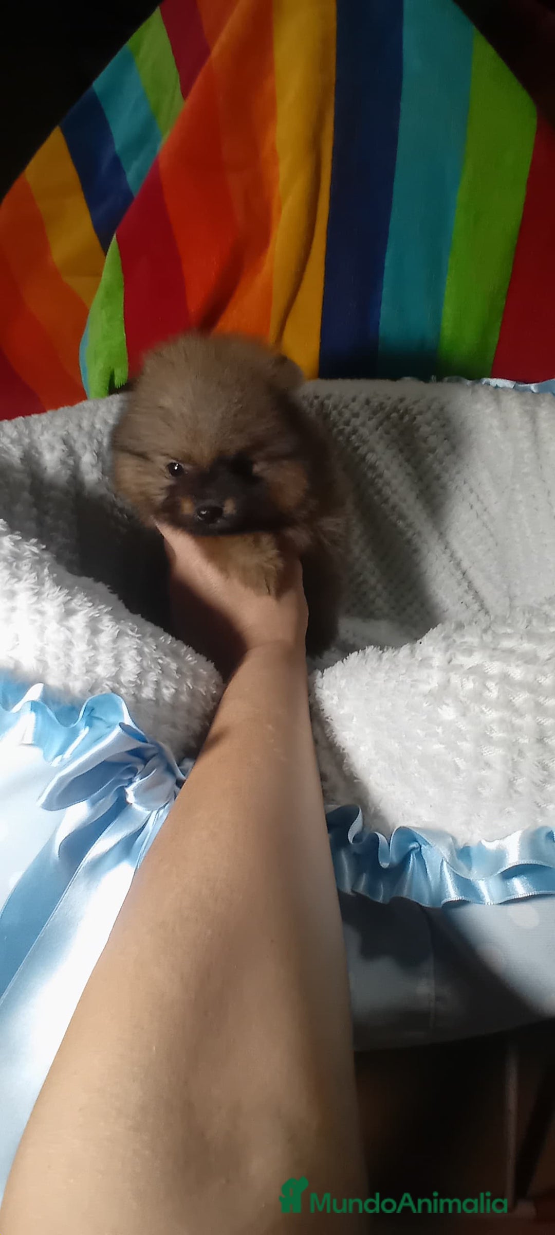 Pomerania perros en venta: Precioso pomerania ositos ✨🐾🐾 - Imagen 1