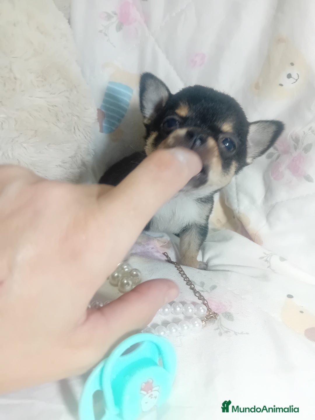 Chihuahua perros en venta: ‼️Chihuahuas muy cariñosos tamaño mini - Anuncio 3