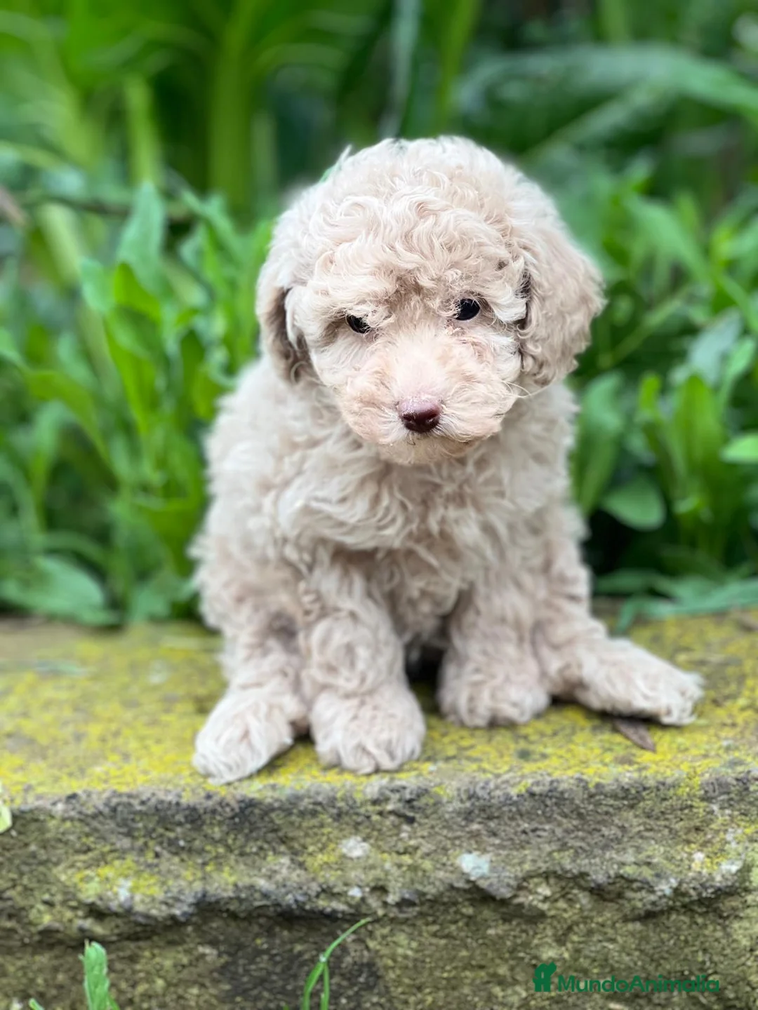 Caniche Toy perros en venta: Caniche apricot en Barcelona - Anuncio 3