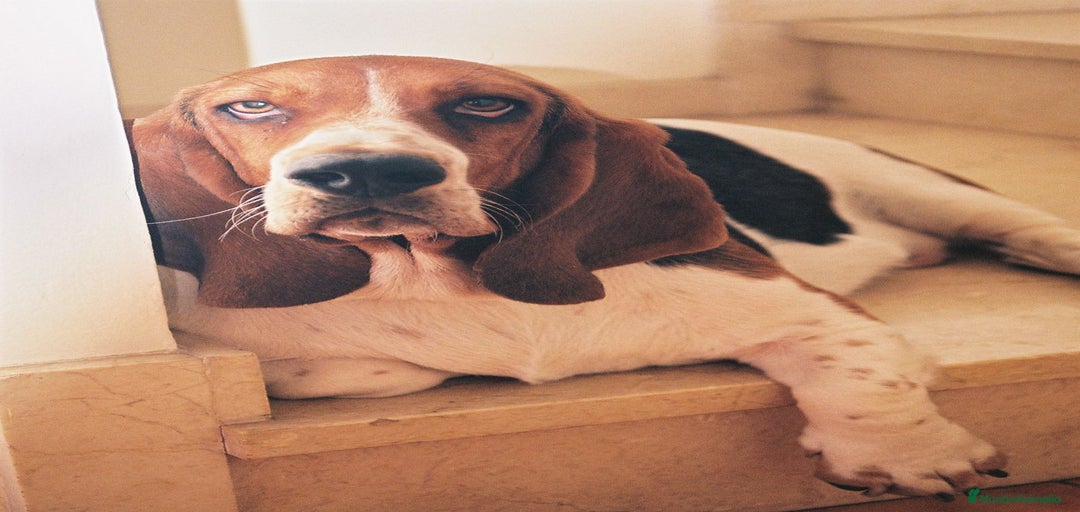 Imagen de galería {{count}}