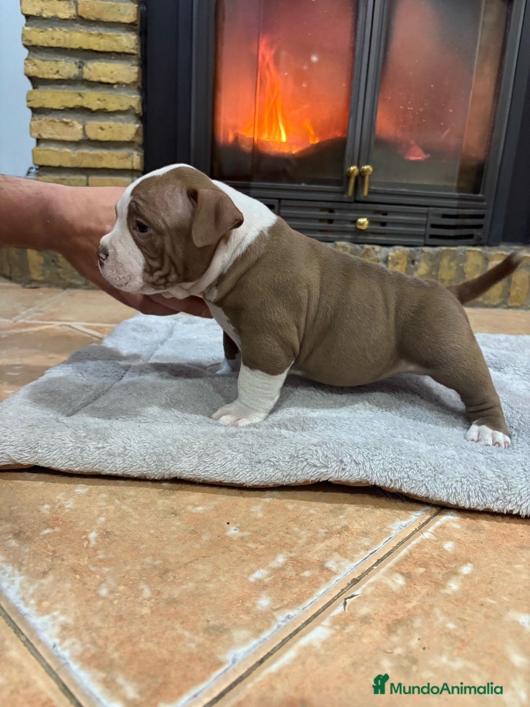 American Bully perros en venta: AMERICAN BULLY , 1500€ - Anuncio 2