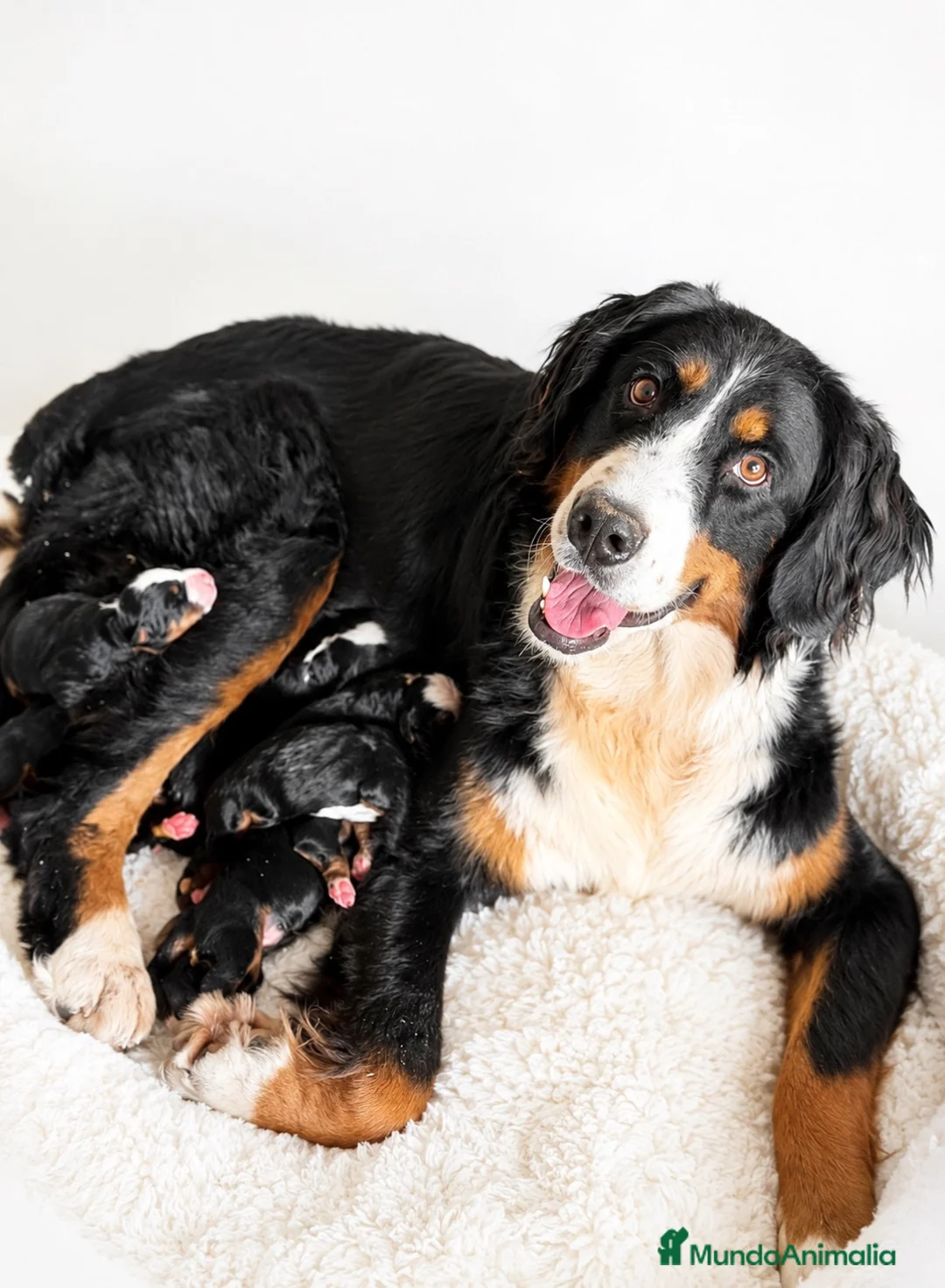 Boyero de Berna perros en venta: ÚLTIMA HEMBRA BOYERO DE BERNA PARA RESERVAR - Anuncio 2