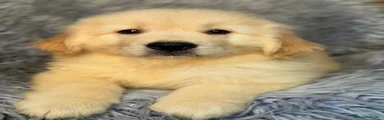 Golden Retriever 1