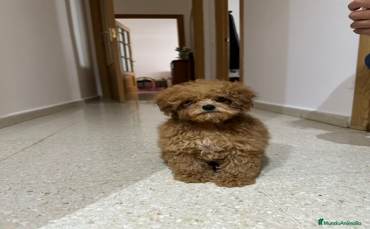 Caniche Toy perros - Anuncio 1